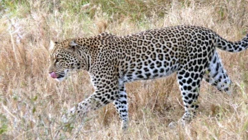 Τραγικό τέλος για νεογέννητη αντιλόπη – Μπέρδεψε την μητέρα της με… λεοπάρδαλη (εικόνες, βίντεο)